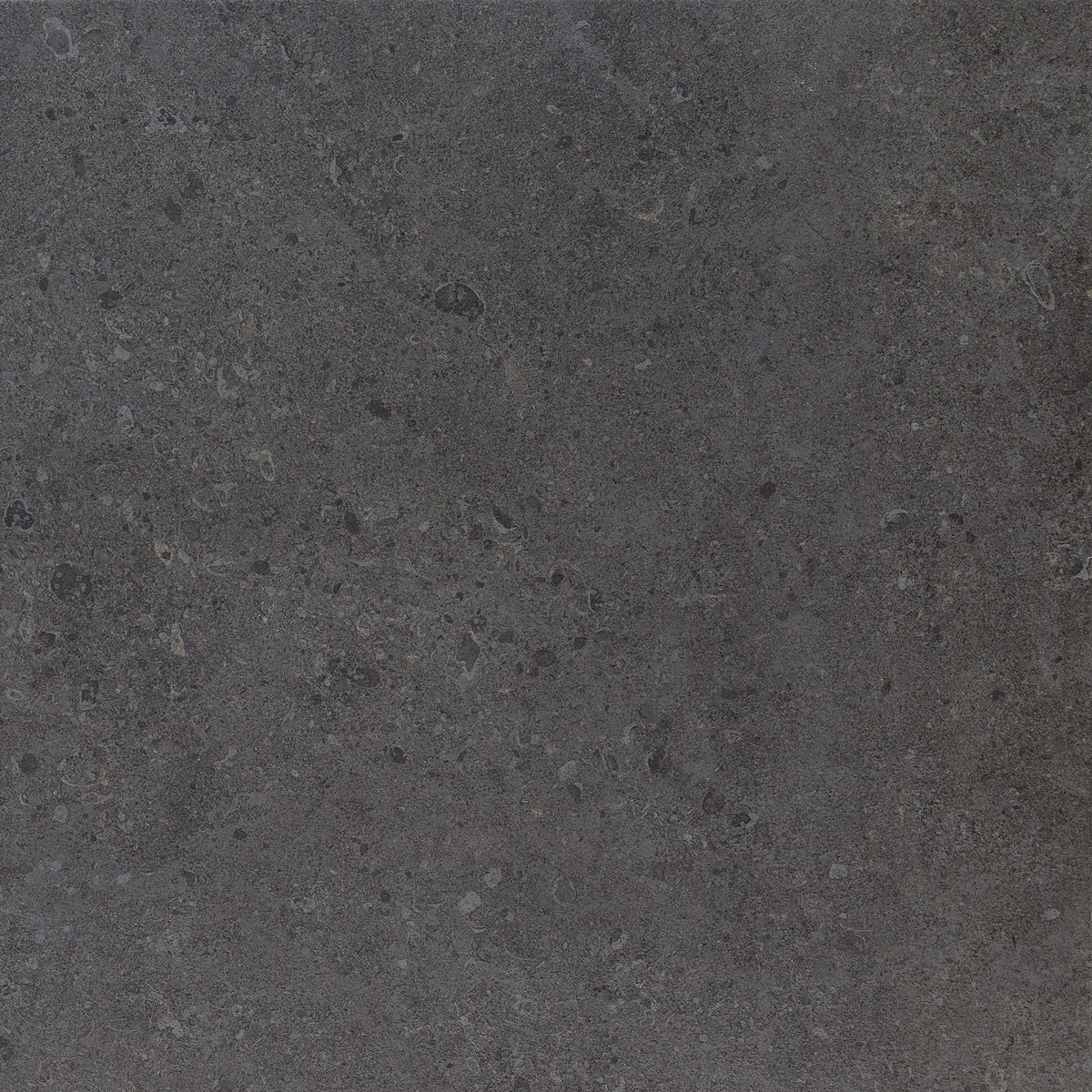 Daltile Dignitary Governor Black Square 24x24 Matte Floor Tile