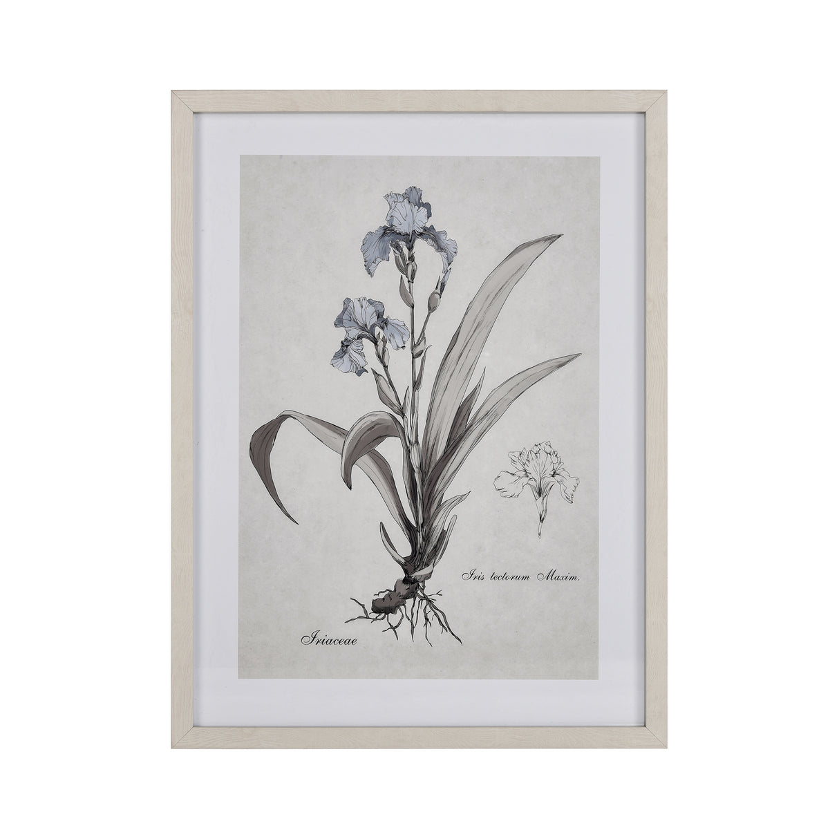 Elk S0056-10633 Iris Botanic Framed Wall Art