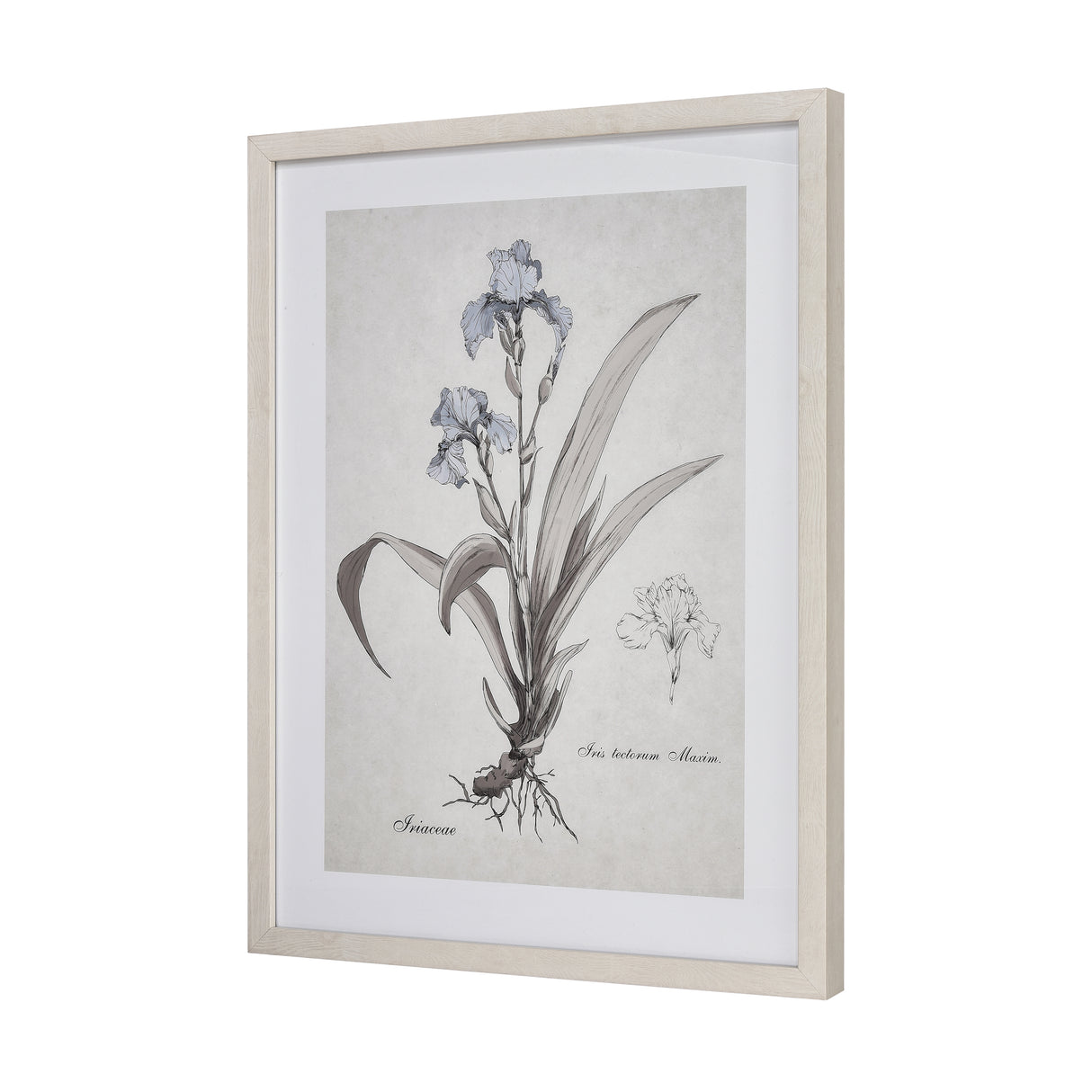 Elk S0056-10633 Iris Botanic Framed Wall Art